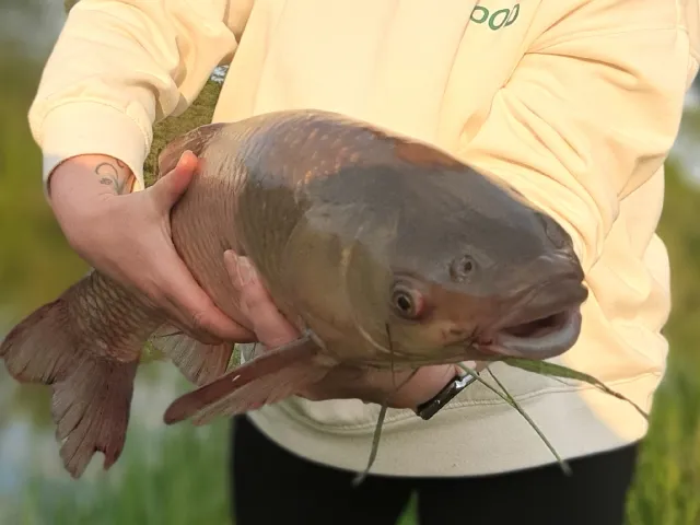 Graskarpfen