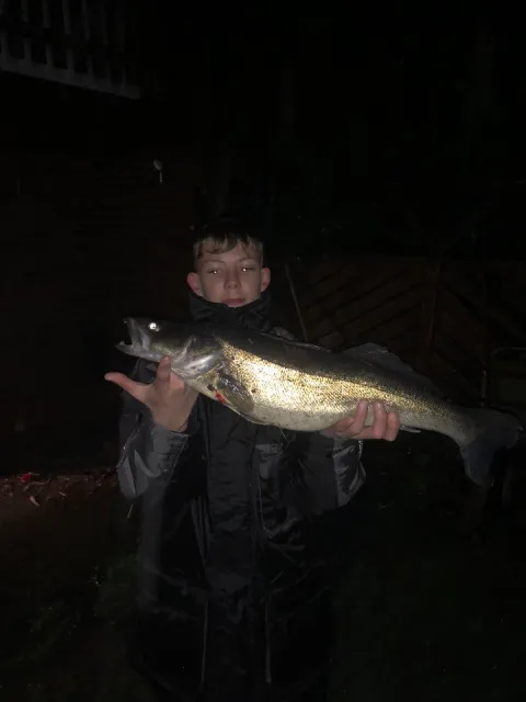 Zander
