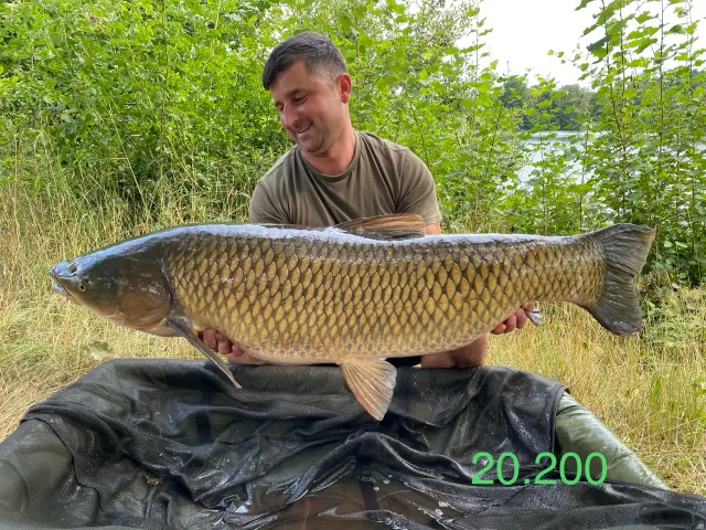 Graskarpfen