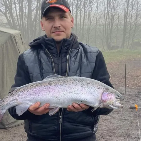 Regenbogenforelle