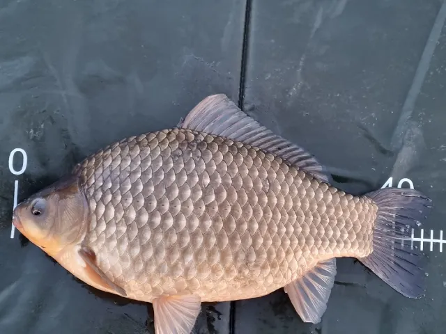 Karausche