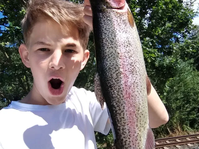 Regenbogenforelle