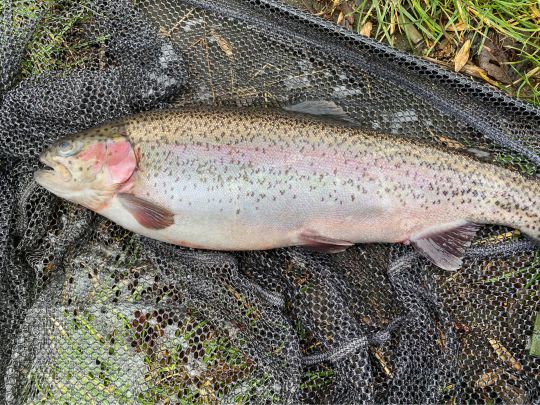 Regenbogenforelle