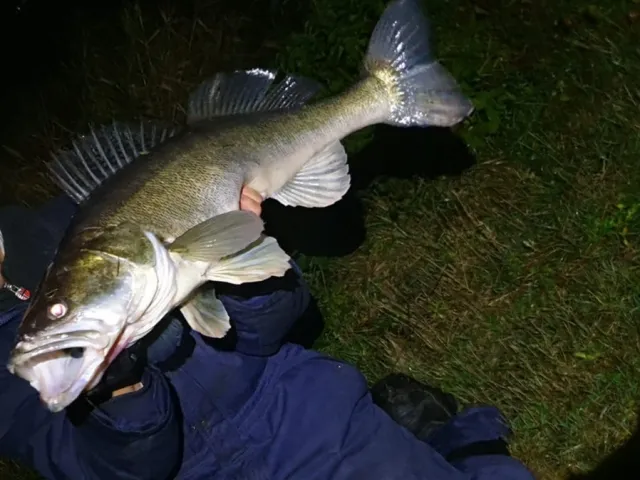 Zander