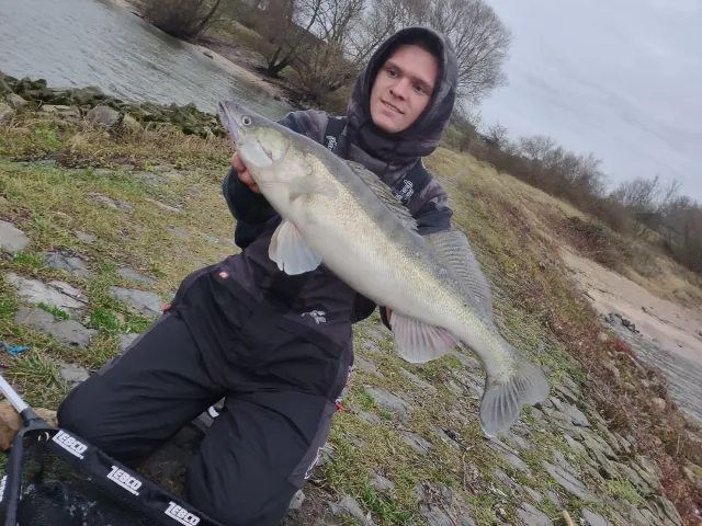 Zander