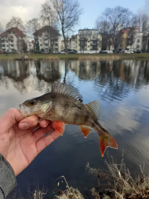 Flussbarsch