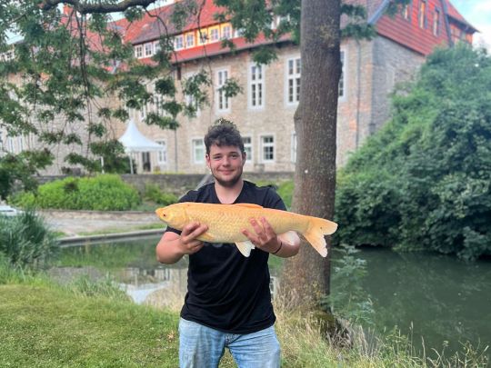 Goldorfe