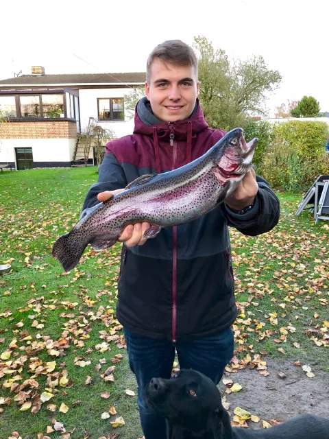 Regenbogenforelle