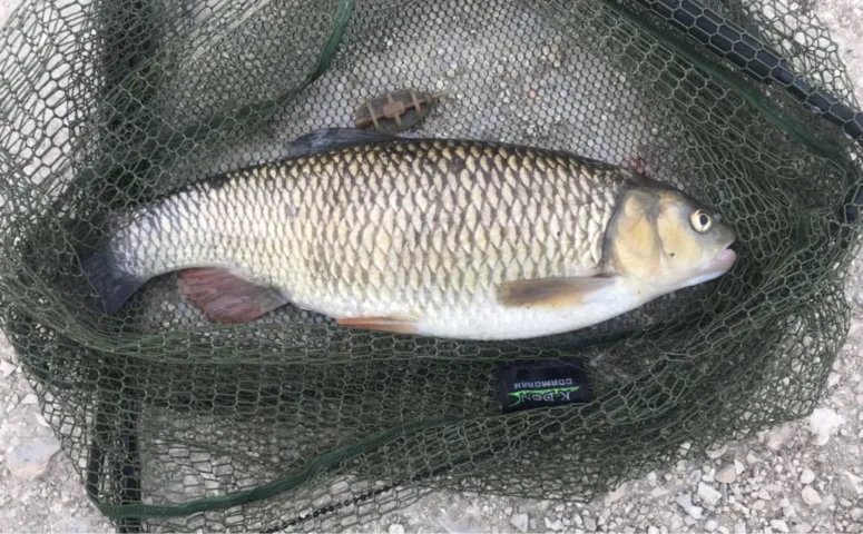 Döbel