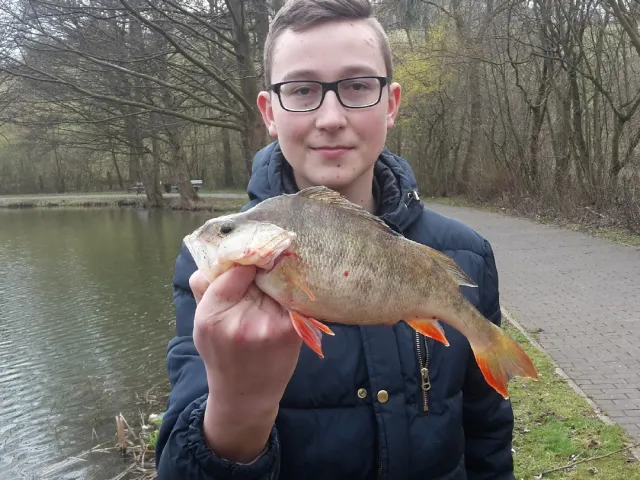 Flussbarsch