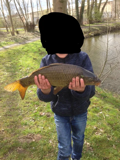 Karpfen