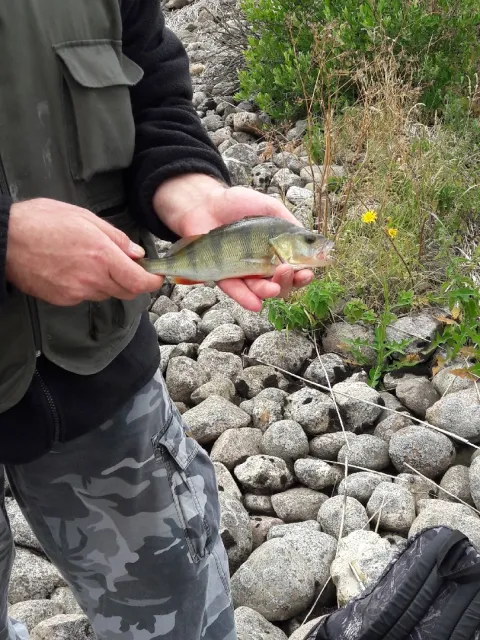 Flussbarsch