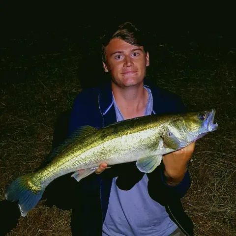 Zander