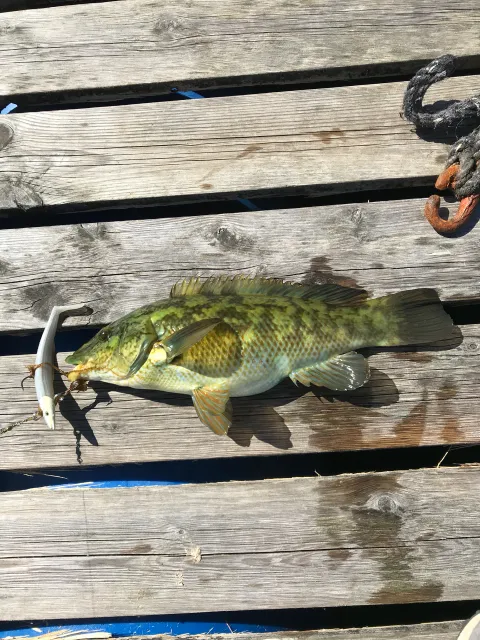 Lippfisch