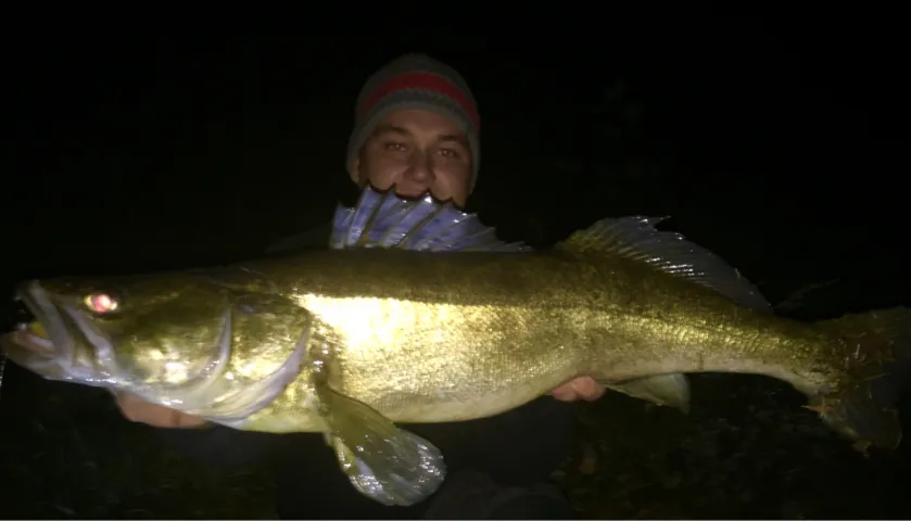 Zander
