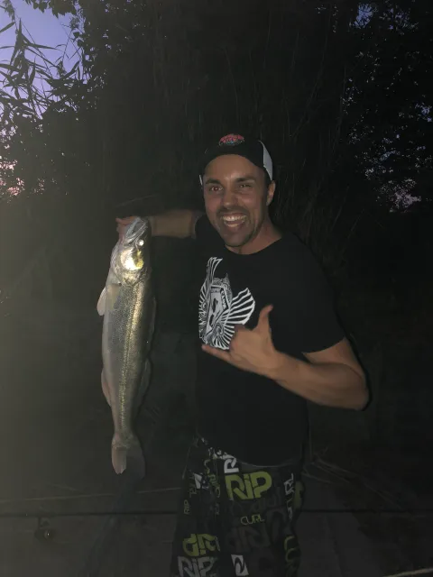 Zander