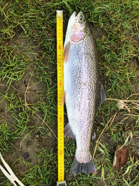 Regenbogenforelle