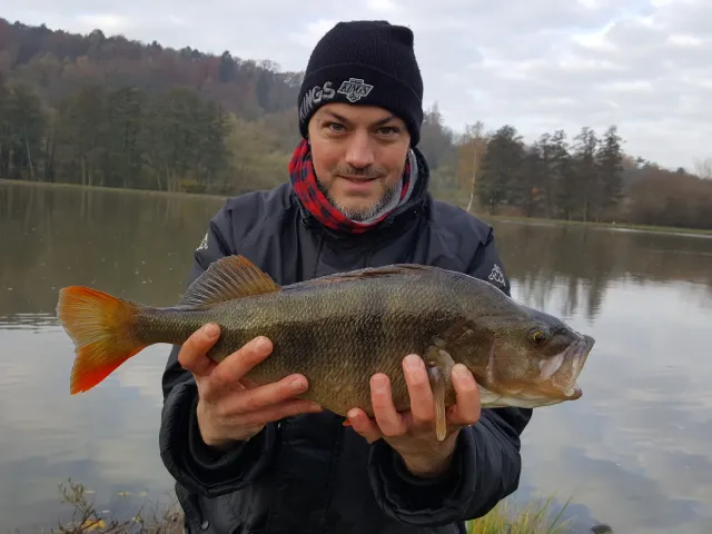 Flussbarsch