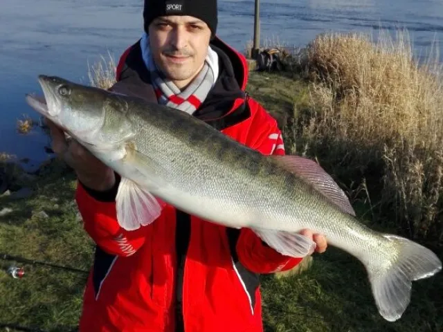 Zander