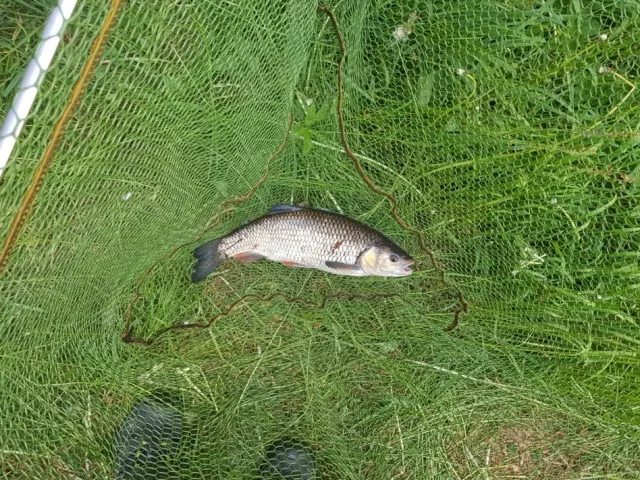 Döbel