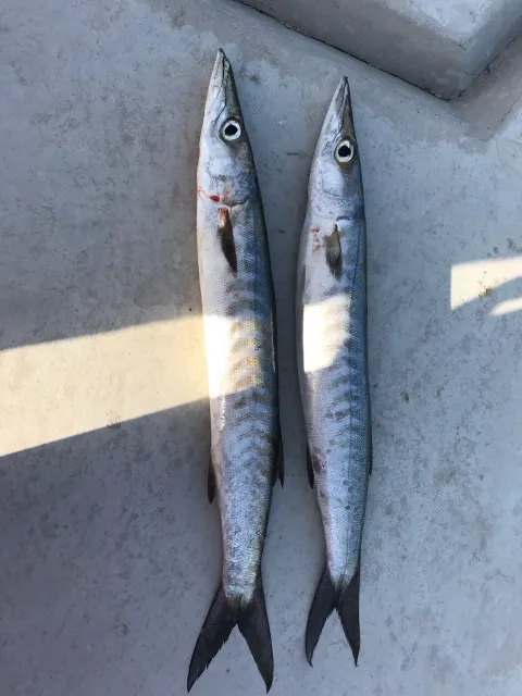 Barrakuda