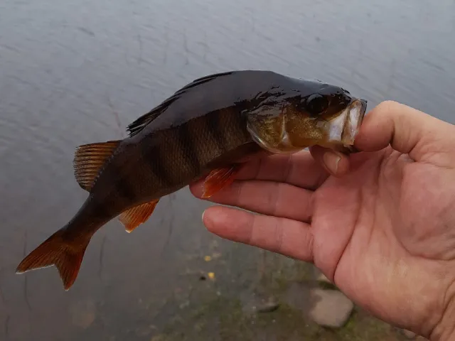 Flussbarsch