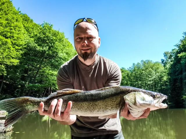 Zander