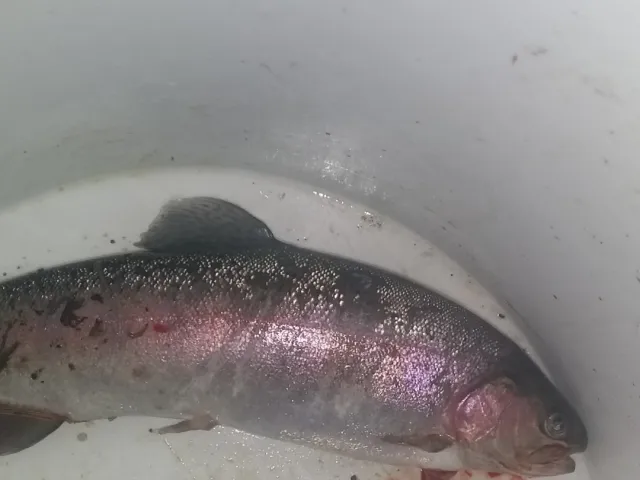 Regenbogenforelle