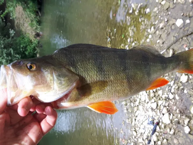 Flussbarsch
