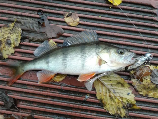 Flussbarsch