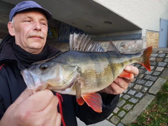 Flussbarsch