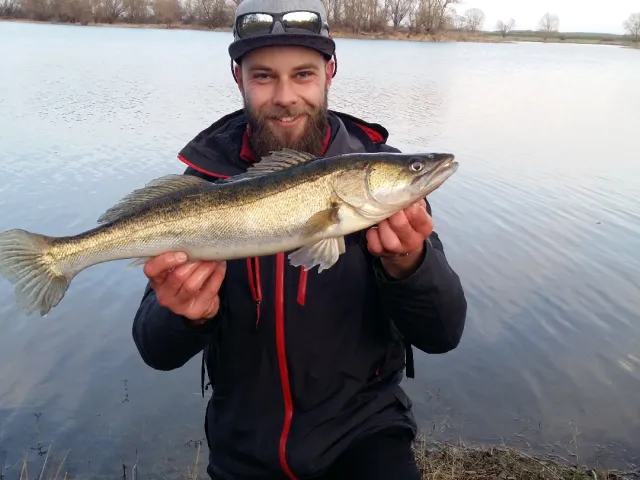 Zander