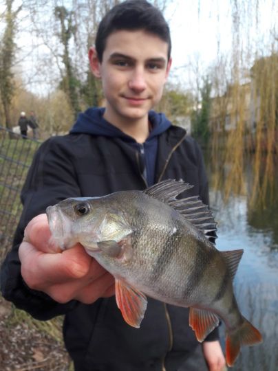 Flussbarsch