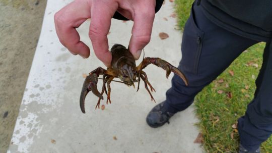 Kamberkrebs