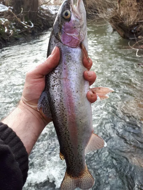Regenbogenforelle