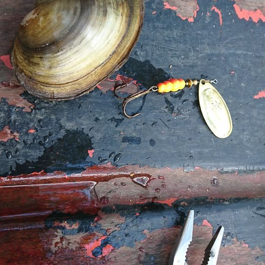 Abgeplattete Teichmuschel