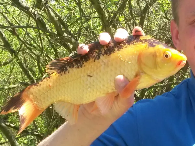 Goldfisch