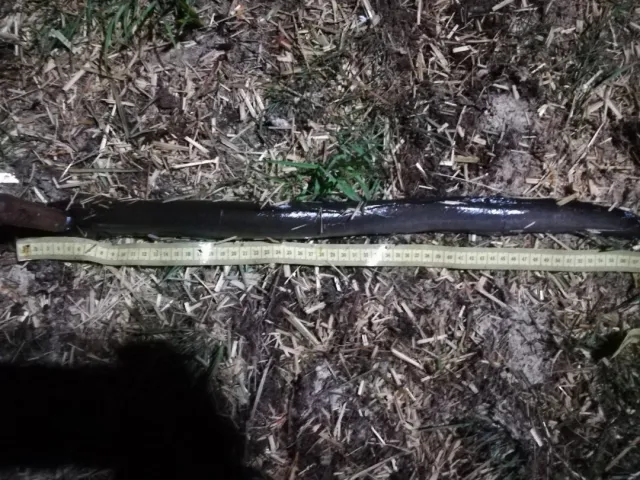 Aal