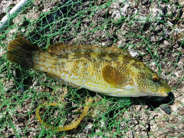 Lippfisch