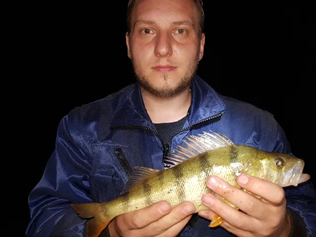 Flussbarsch