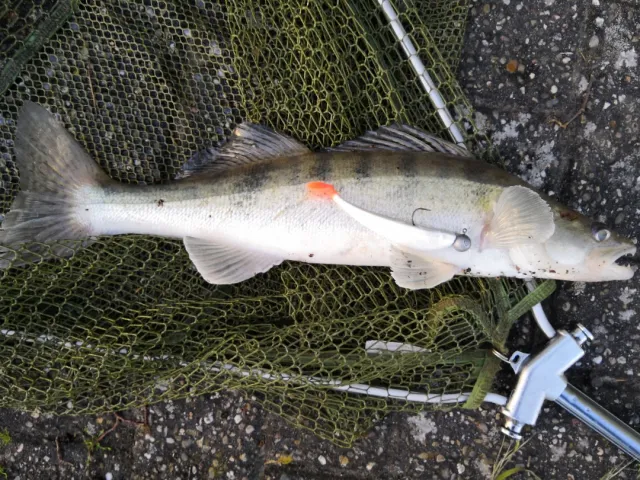 Zander