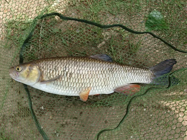 Döbel
