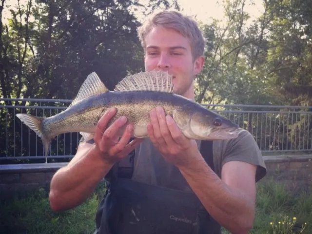 Zander