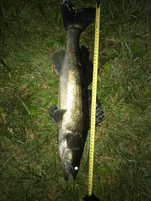 Zander