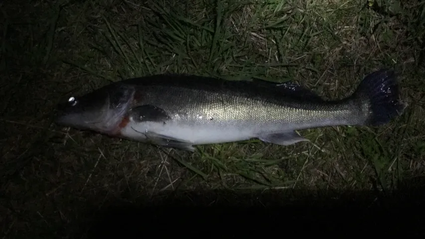 Zander