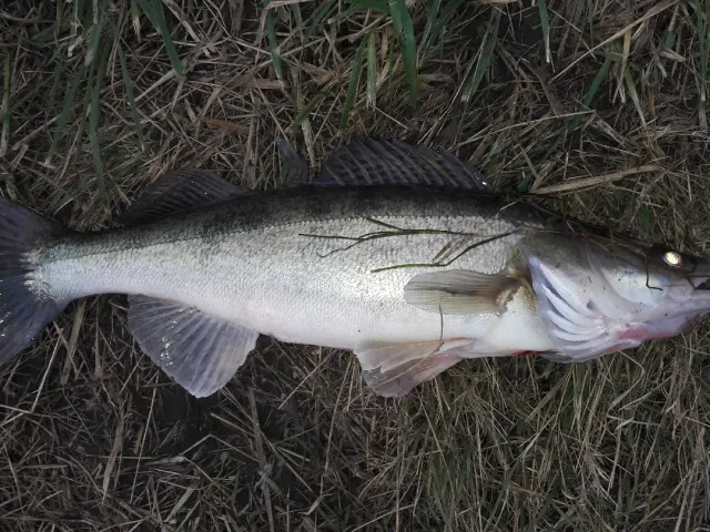 Zander
