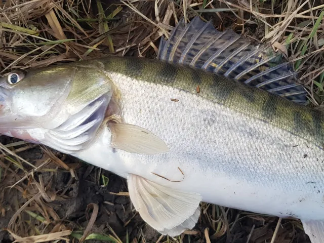 Zander