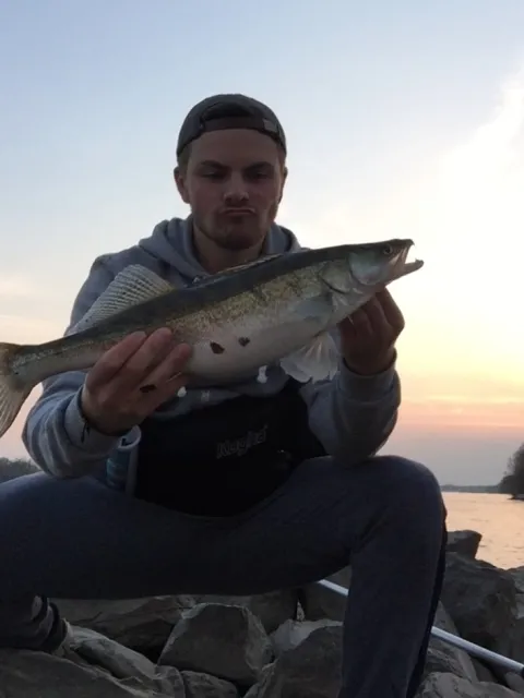 Zander