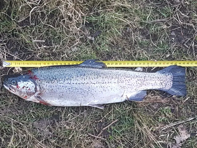 Regenbogenforelle