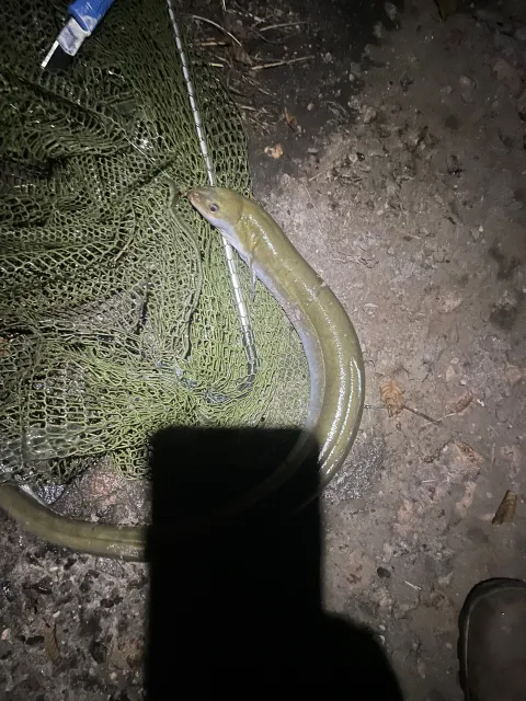 Aal